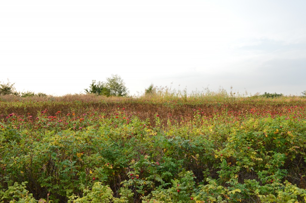 150930_SongDo_021